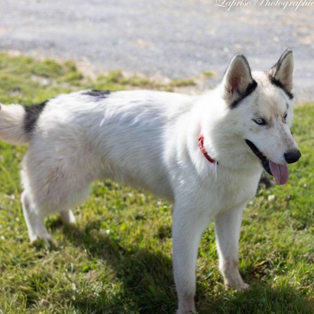 Photo de Inuk (Kitak)