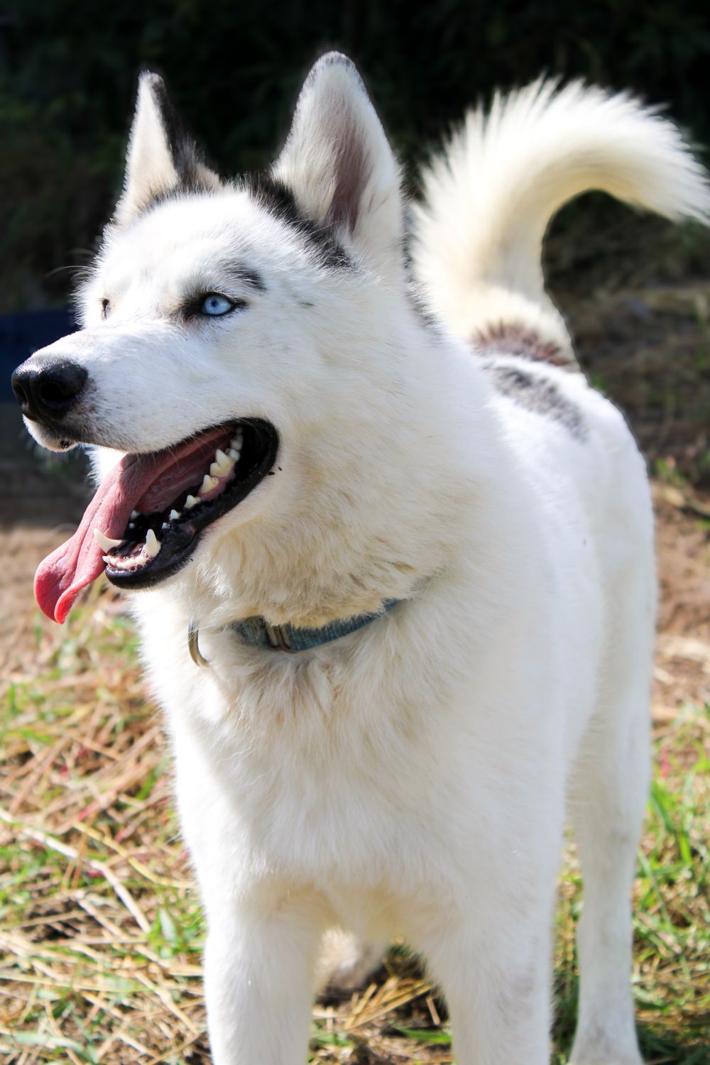 Photo de Inuk (Kitak)