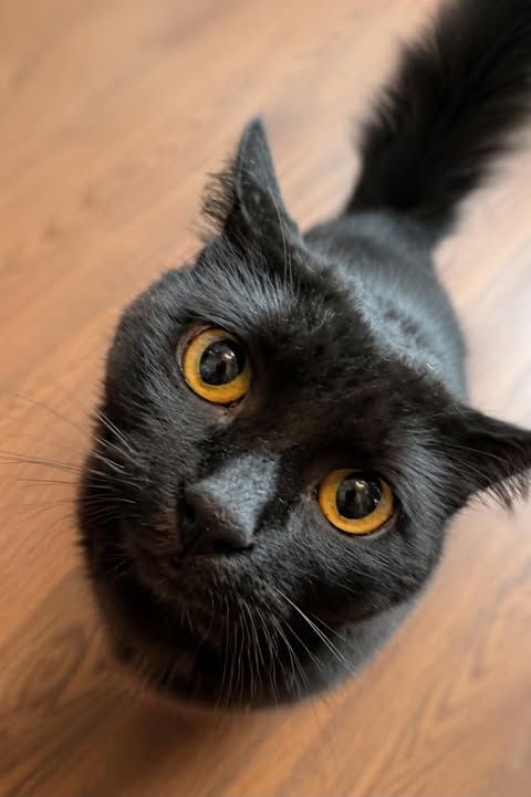 Photo de wakadan