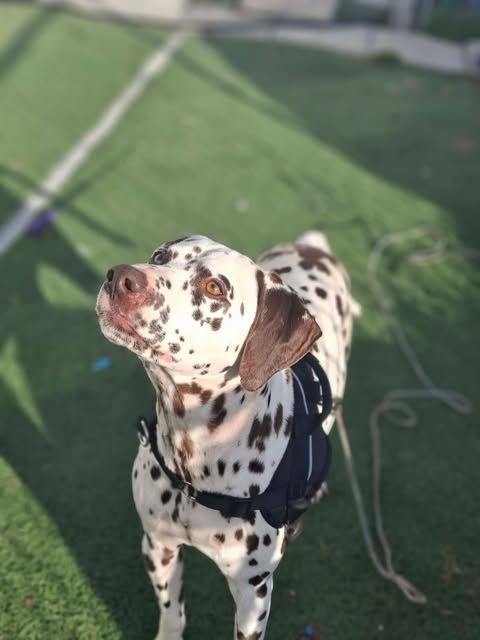 Photo de jake
